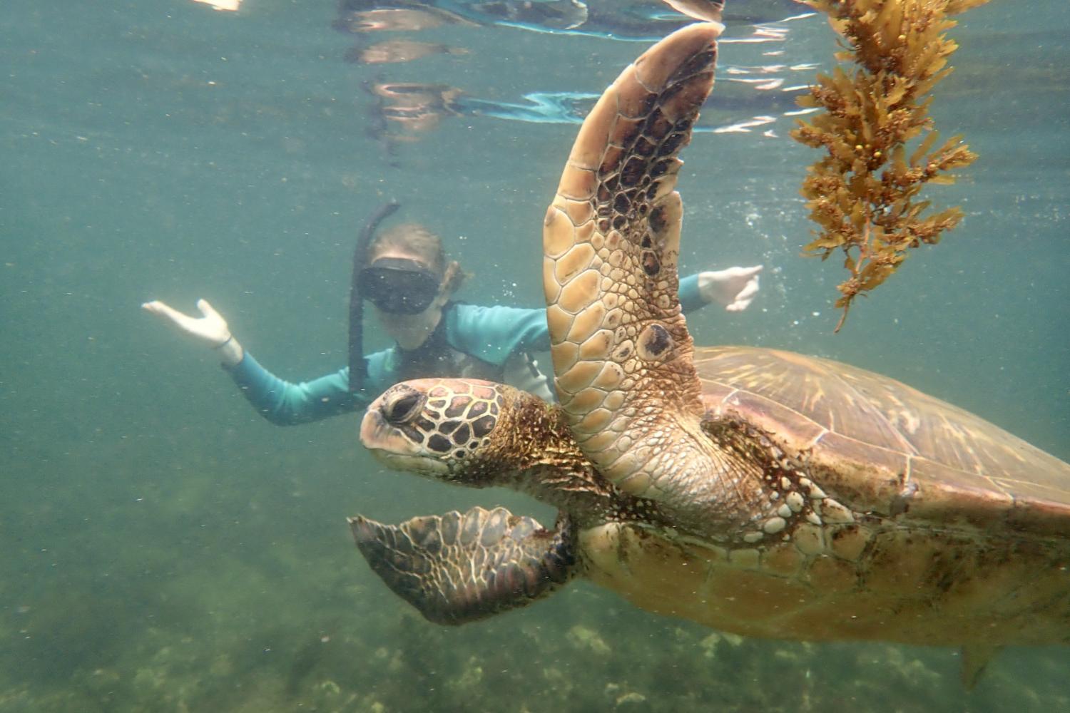 一名<a href='http://34229zcom.kadinuobeier.com'>全球十大赌钱排行app</a>学生在Galápagos群岛游学途中与一只巨龟游泳.